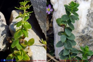 Cruciata glabra subsp. hirticaulis (sn) e Cruciata glabra subsp. glabra (dx)