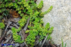 Cruciata glabra subsp. hirticaulis (Crocettona a stelo irto)