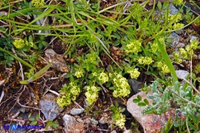 Cruciata glabra subsp. hirticaulis (Crocettona a stelo irto)