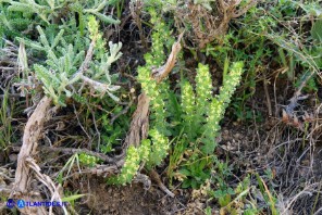 Cruciata glabra subsp. hirticaulis (Crocettona a stelo irto)