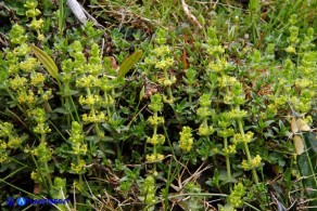 Cruciata glabra subsp. hirticaulis (Crocettona a stelo irto)