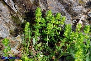 Cruciata glabra subsp. hirticaulis (Crocettona a stelo irto)