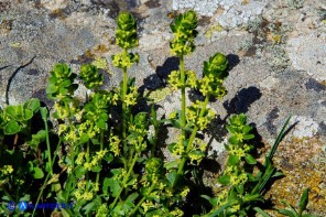 Cruciata glabra subsp. hirticaulis (Crocettona a stelo irto)