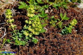 Cruciata glabra subsp. hirticaulis (Crocettona a stelo irto)