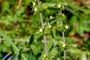 Cruciata glabra subsp. hirticaulis (Crocettona a stelo irto)