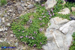 Cymbalaria aequitriloba (Ciombolino trilobo) di colore violaceo