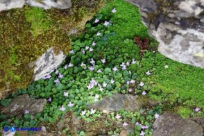 Cymbalaria aequitriloba (Ciombolino trilobo) di colore violaceo