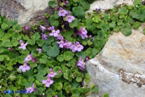 Cymbalaria aequitriloba (Ciombolino trilobo) di colore violaceo