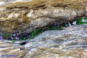 Cymbalaria aequitriloba (Ciombolino trilobo) di colore violaceo e bianco