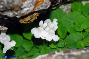 Cymbalaria aequitriloba (Ciombolino trilobo) di colore bianco