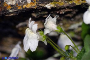 Cymbalaria aequitriloba (Ciombolino trilobo) di colore bianco