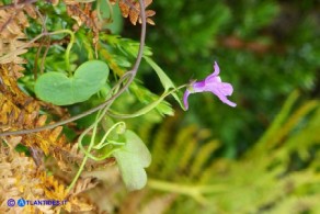 Cymbalaria aequitriloba (Ciombolino trilobo) di colore violaceo