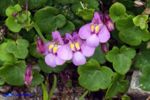 Cymbalaria aequitriloba (Ciombolino trilobo) di colore violaceo