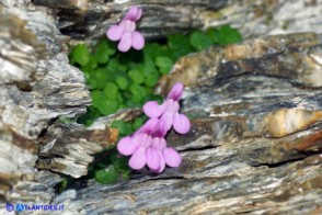 Cymbalaria aequitriloba (Ciombolino trilobo) di colore violaceo