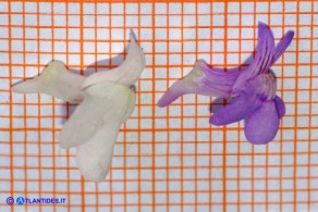 Cymbalaria aequitriloba (Ciombolino trilobo) bianco e violaceo