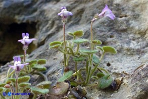 Cymbalaria mulleri subsp. mulleri (Ciombolino di Muller)