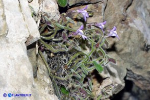 Cymbalaria mulleri subsp. mulleri (Ciombolino di Muller)