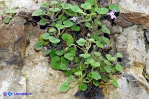 Cymbalaria mulleri subsp. mulleri (Ciombolino di Muller)