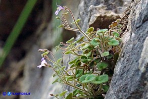 Cymbalaria mulleri subsp. mulleri (Ciombolino di Muller)