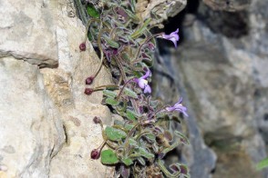 Cymbalaria mulleri subsp. mulleri (Ciombolino di Muller)