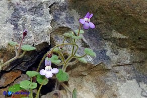 Cymbalaria mulleri subsp. mulleri (Ciombolino di Muller)