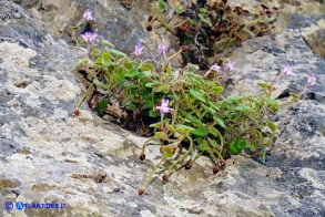 Cymbalaria mulleri subsp. mulleri (Ciombolino di Muller)