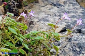 Cymbalaria mulleri subsp. mulleri (Ciombolino di Muller)