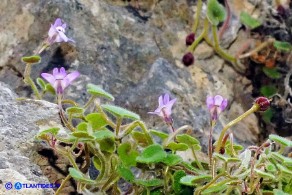 Cymbalaria mulleri subsp. mulleri (Ciombolino di Muller)