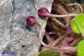 Cymbalaria muelleri subsp. muelleri (Ciombolino di Mueller)Cymbalaria mulleri subsp. mulleri (Ciombolino di Muller): i frutti