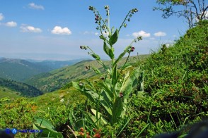 Cynoglossum barbaricinum (Lingua di cane della Barbagia)