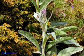 Cynoglossum barbaricinum (Lingua di cane della Barbagia)