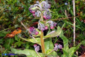 Cynoglossum barbaricinum (Lingua di cane della Barbagia)