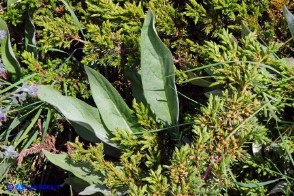 Cynoglossum barbaricinum (Lingua di cane della Barbagia)