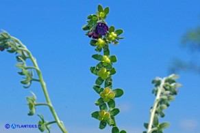 Cynoglossum barbaricinum (Lingua di cane della Barbagia)