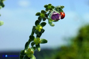 Cynoglossum barbaricinum (Lingua di cane della Barbagia)