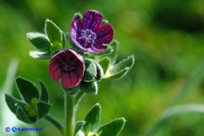 Cynoglossum barbaricinum (Lingua di cane della Barbagia)