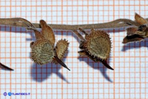 Cynoglossum barbaricinum (Lingua di cane della Barbagia): i mericarpi