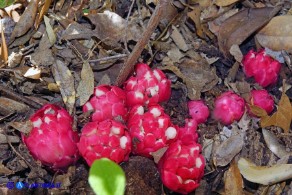 Cytinus ruber (Cytinus hypocistis ssp. clusii) Ipocisto rosso