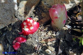 Cytinus ruber (Cytinus hypocistis ssp. clusii) Ipocisto rosso