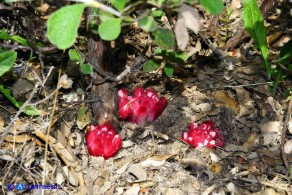 Cytinus ruber (Cytinus hypocistis ssp. clusii) Ipocisto rosso