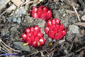 Cytinus ruber (Cytinus hypocistis ssp. clusii) Ipocisto rosso