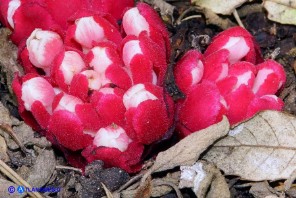 Cytinus ruber (Cytinus hypocistis ssp. clusii) Ipocisto rosso