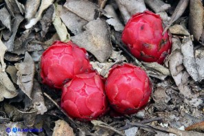 Cytinus ruber (Cytinus hypocistis ssp. clusii) Ipocisto rosso