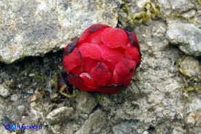 Cytinus ruber (Cytinus hypocistis ssp. clusii) Ipocisto rosso