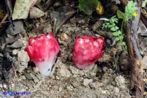 Cytinus ruber (Cytinus hypocistis ssp. clusii) Ipocisto rosso