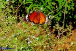 Danaus chrysippus (Monarca africano)