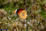 Danaus chrysippus (Monarca africano)