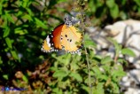 Danaus chrysippus (Monarca africano)