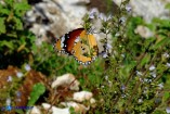 Danaus chrysippus (Monarca africano)