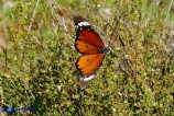 Danaus chrysippus (Monarca africano)